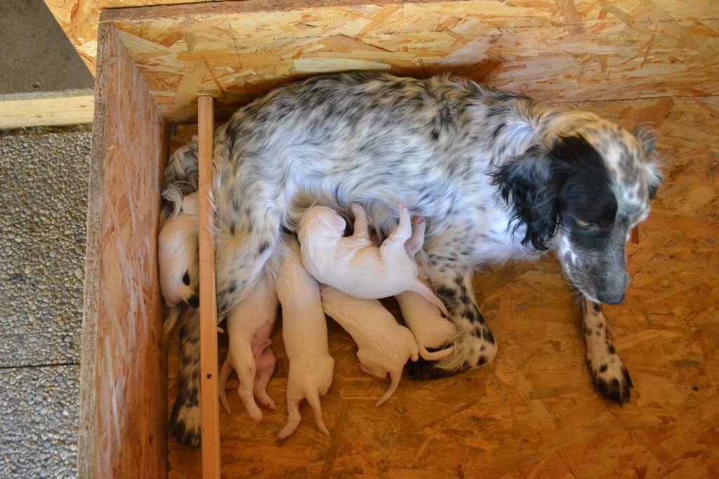 Chiot Setter Anglais Du Pays Celtic